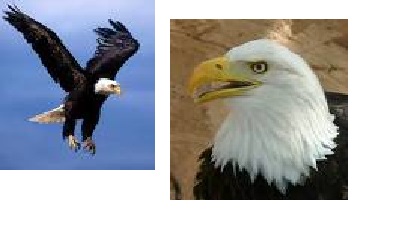 Animales de Gredos; el águila – Desde La Torre